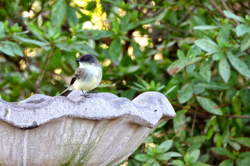 Eastern phoebe little yellow and black bird at birdbath. 