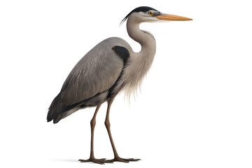 Fototapeta premium Elegant great blue heron standing tall, a symbol of serenity and patience in nature, perfect for conservation projects and wildlife designs