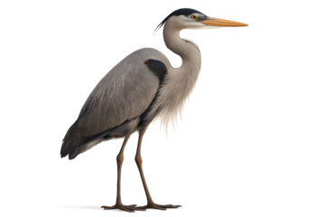 Elegant great blue heron standing tall, a symbol of serenity and patience in nature, perfect for conservation projects and wildlife designs
