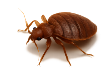 Creepy bedbug close-up illustration for pest control, entomology studies, or hygiene awareness, highlighting infestation risks and solutions for home safety
