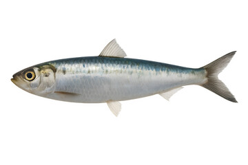 Fresh sardine perfect for grilling, featuring shimmering scales and a healthy sheen, ideal for seafood restaurants and culinary blogs needing vibrant imagery