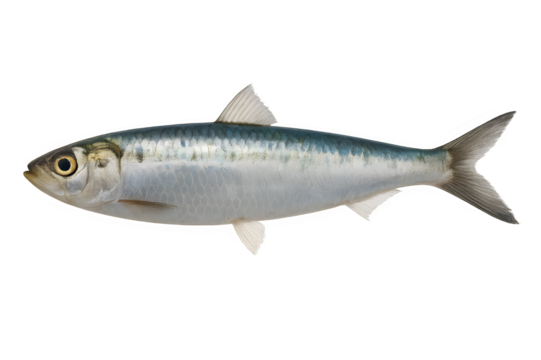Fresh sardine perfect for grilling, featuring shimmering scales and a healthy sheen, ideal for seafood restaurants and culinary blogs needing vibrant imagery