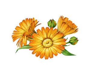 Calendula medicinal herb flowers watercolor botanical illustration. Hand drawn vintage style calendula officinalis anti inflammatory healing plant blossoms element isolated on white background