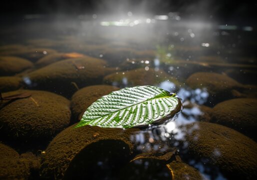 Single kratom leaf floating on dark water surface with morning dew and sunlight