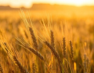 Obraz premium Golden Wheat Field at Sunset