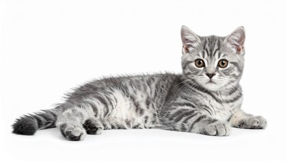 Obraz premium A cute domestic purebred kitten lying down on a clean white background, captured in a detailed studio portrait.