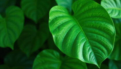 Vibrant green monstera leaves, close-up detail , nature, closeup, botany