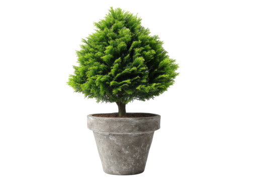 Small, shaped green tree in textured gray pot on black
