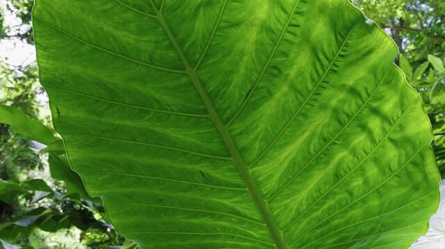 Vibrant elephant ear colocasia leaves in lush rainforest setting