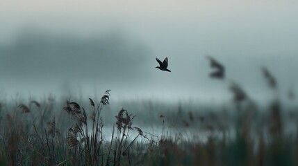 woodcock. Misty marshland at dawn with blurred woodcock silhouette flying through reed beds. wildlife magazines, conservation campaigns, designed for nature documentaries and education.