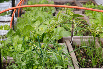 Raised garden beds with leafy greens and herbs growing in front of a house window