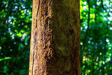 Tropical brown green tree bark texture pattern jungle Amazonas Brazil.