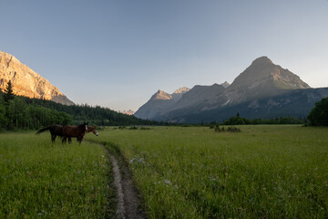 Ranger Horses Graze At The Belly Ranger Station