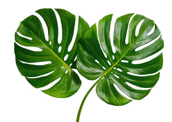 Monstera leaves, vibrant green with iconic fenestrations