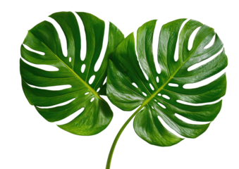 Monstera leaves, vibrant green with iconic fenestrations