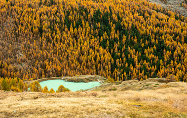 Small Reservoir Surrounded By Golden Larch Trees