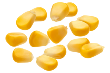 bright yellow sweet corn kernels scattered and isolated on a deep transparent background, highlighting glossy surface texture and freshness.