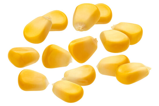 bright yellow sweet corn kernels scattered and isolated on a deep transparent background, highlighting glossy surface texture and freshness.