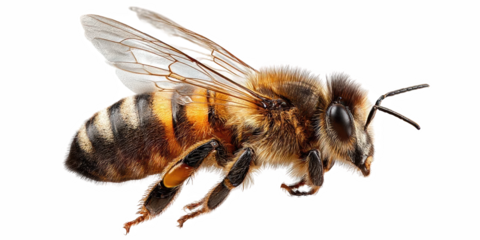 Isolated Flying Bee bee, garden, flying, isolated, flower, insect, nature