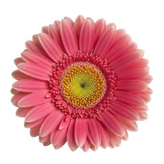 Pink gerbera daisy flower isolated on transparent background