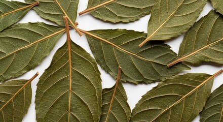 Close-up of Dried Green Leaves on White Background, Leaf, Autumn, Nature