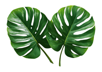 Two split, bright green monstera leaves isolated