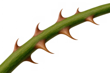 Rose stem showing many sharp thorns providing natural defense, symbolizing danger and protection, transparent background