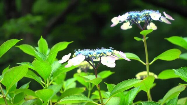 Hydrangea lacecap in natural setting. Bright leaves frame delicate petals with blurred green background