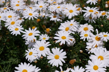 Fototapeta premium Close-up of white marguerite daisies in bloom