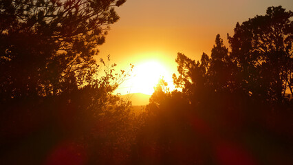 Naklejka premium Tranquil Pine Forest Sunset in Santa Fe