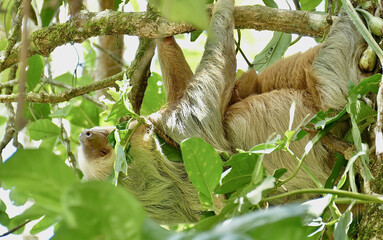 Naklejka premium Mother and Baby Sloths Sleeping in the Rainforest Canopy of Costa Rica
