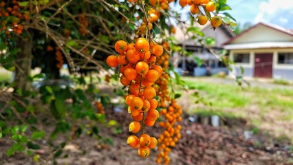 hanging bonsai fruit