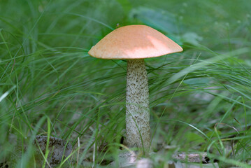 Orange Cap Bolete Fungi