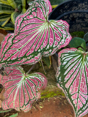 Vibrant Pink and Green Caladium Leaves