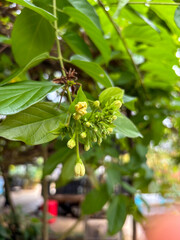 Pale Yellow Flower Buds and Green Leaves