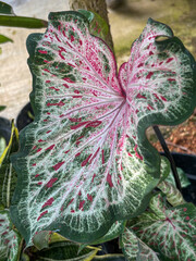 Detailed View of Variegated Caladium Leaf