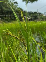 Close-up of Developing Rice Paddy Grains