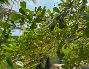 Madagascar Almond Tree Leaves and Flowers in Natural Sunlight
