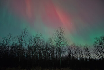 Spectacular Pink and Green Aurora Borealis Over Silhouetted Forest Trees