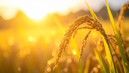 golden wheat field at sunset