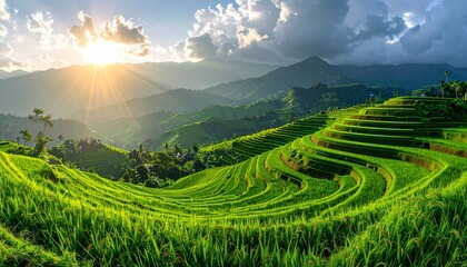 rice field in thailand