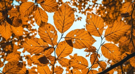 Sunlit Orange Autumn Leaves with Delicate Veins and Holes