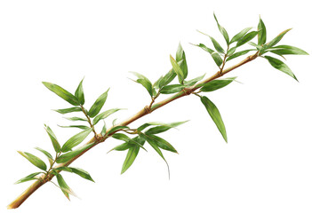 Detailed illustration of a fresh green sprig with narrow leaves