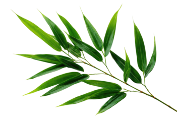 Green bamboo leaves on a dark background, fresh and natural