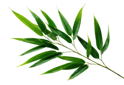 Green bamboo leaves on a dark background, fresh and natural