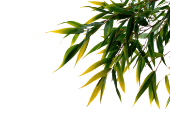 Green and yellow leaves on a dark background