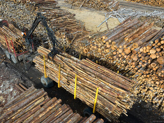 Temporary timber storage with stacked logs and transportation equipment at a sawmill site during daylight hours