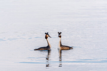 Mating games of two water birds Great Crested Grebes. Two waterfowl birds Great Crested Grebes swim in the lake with heart shaped silhouette