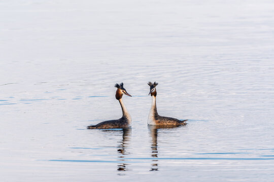 Mating games of two water birds Great Crested Grebes. Two waterfowl birds Great Crested Grebes swim in the lake with heart shaped silhouette