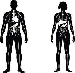 Human anatomy illustration, male and female silhouette, internal organs, nervous system, educational medical diagram, physiology comparison, healthcare concept, biology